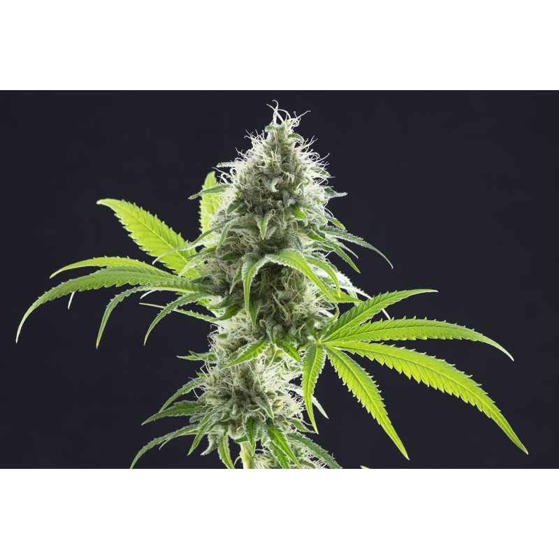 KAMA KUSH CBD · Kannabia Seed Company · cannabis seeds · Fem