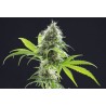 KAMA KUSH CBD · Kannabia Seed Company · kenevir tohum · Disi · Fem