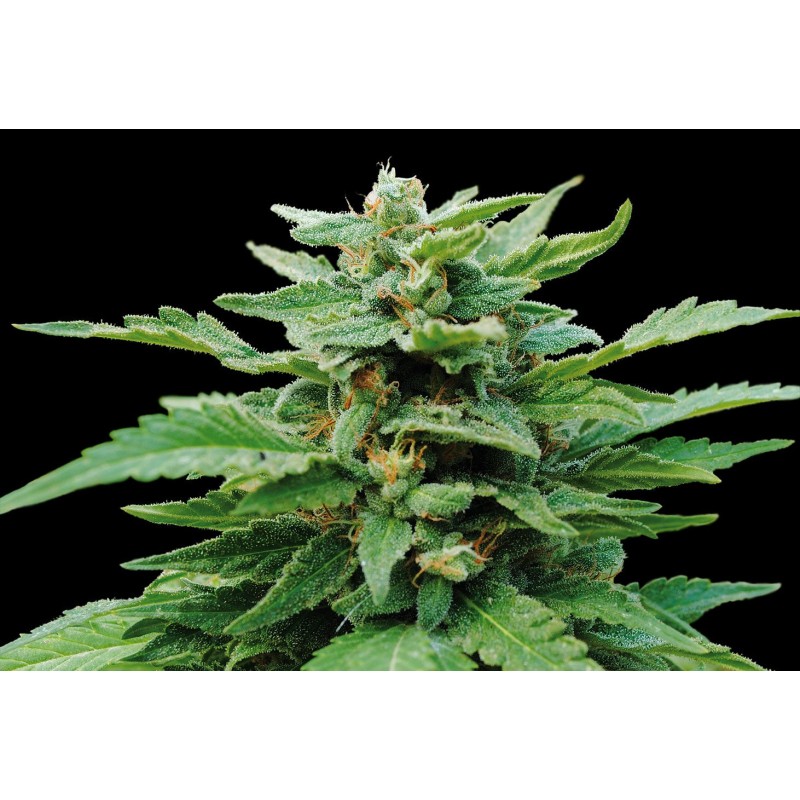 KARIBBEAN MANGO · Kannabia Seed Company · sementes de maconha · Fem
