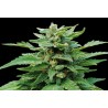 KARIBBEAN MANGO · Kannabia Seed Company · sementes de maconha · Fem