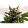 KICKASS AUTO · Kannabia Seed Company · sementes de maconha · AutoFem