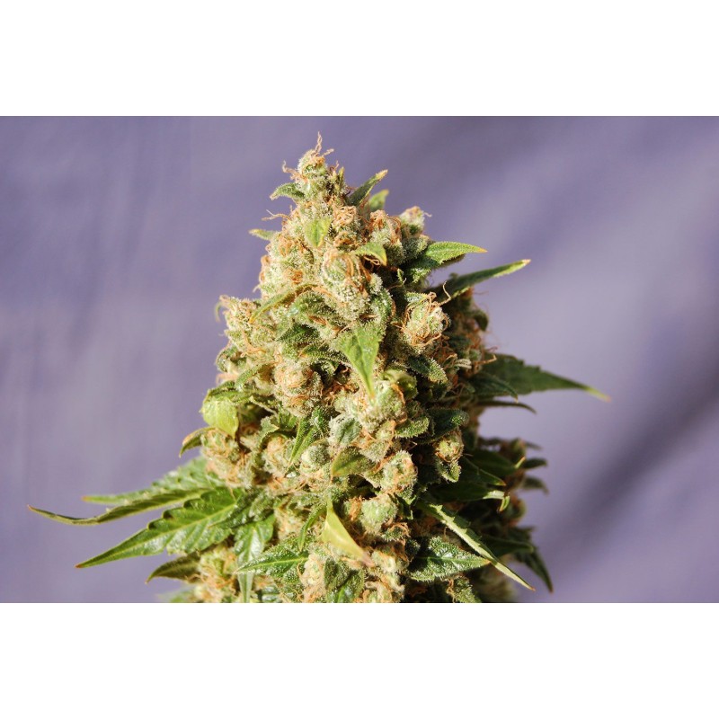 KISS · Kannabia Seed Company · kenevir tohum · Disi · Fem