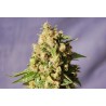 KISS · Kannabia Seed Company · cannabis seeds · Fem