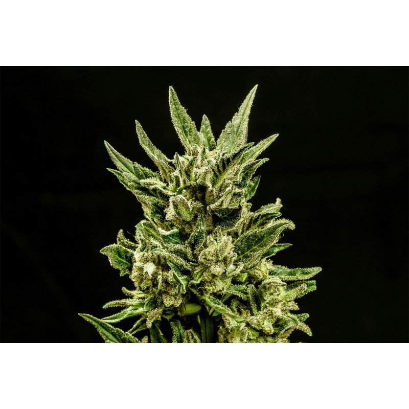KRITIC AUTO · Kannabia Seed Company · sementes de maconha · AutoFem