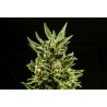 KRITIC AUTO · Kannabia Seed Company · cannabis seeds · AutoFem