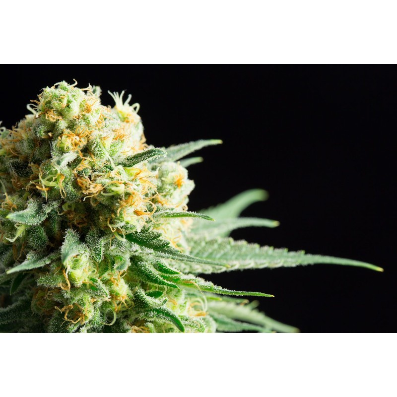 KRITIKAL-K · Kannabia Seed Company · kaufen cannabis samen · Fem