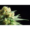 KRITIKAL-K · Kannabia Seed Company · graines de cannabis · Fem