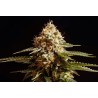 LA BLANCA · Kannabia Seed Company · graines de cannabis · Fem
