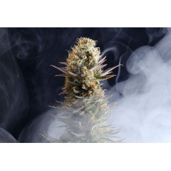 LA REINA DE AFRICA aka KABOOM · Kannabia Seed Company · cannabis seeds · Fem