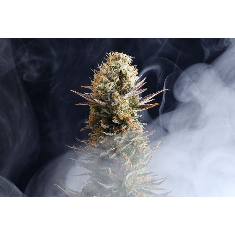 LA REINA DE AFRICA aka KABOOM · Kannabia Seed Company · cannabis samen · Fem