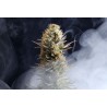 LA REINA DE AFRICA aka KABOOM · Kannabia Seed Company · graines de cannabis · Fem