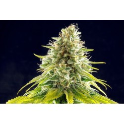 MATARO BLUE · Kannabia Seed Company · graines de cannabis · Fem