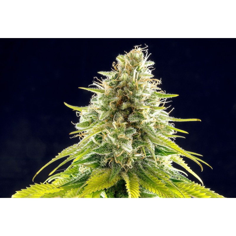 MATARO BLUE · Kannabia Seed Company · cannabis seeds · Fem