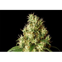 MIMOSA DREAM · Kannabia Seed Company · cannabis samen · Fem