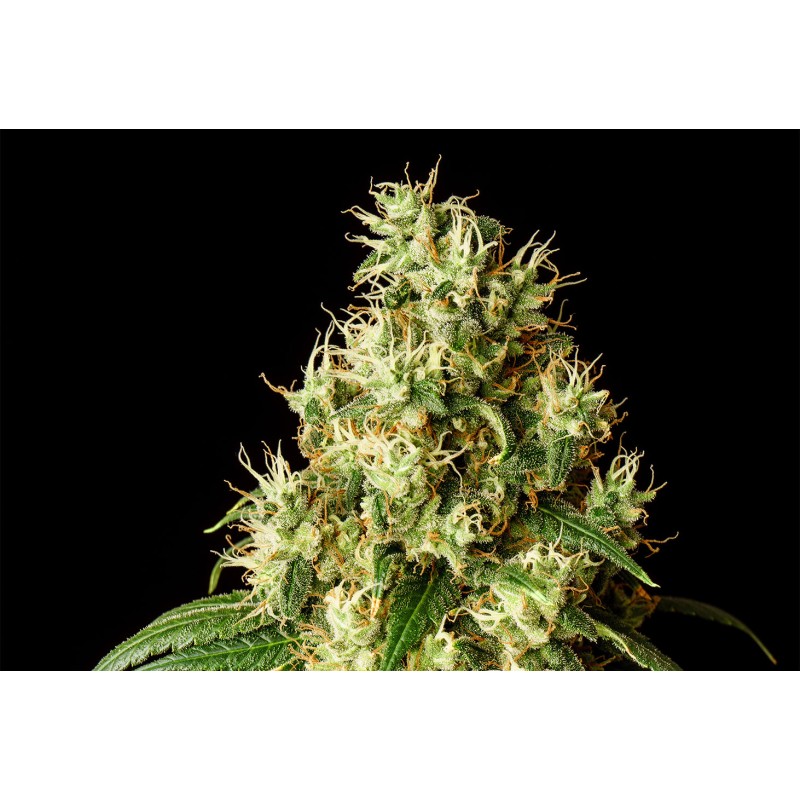 MIMOSA DREAM · Kannabia Seed Company · graines de cannabis · Fem