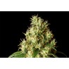 MIMOSA DREAM · Kannabia Seed Company · cannabis seeds · Fem