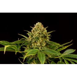 MONKEY GREASE · Kannabia Seed Company · sementes de maconha · Fem