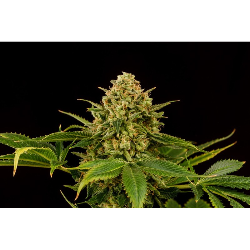 MONKEY GREASE · Kannabia Seed Company · kenevir tohum · Disi · Fem