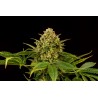 MONKEY GREASE · Kannabia Seed Company · kenevir tohum · Disi · Fem