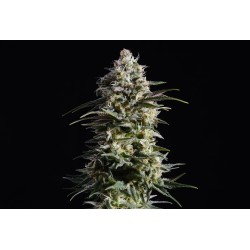 PURE SKUNK GO FAST · Kannabia Seed Company · sementes de maconha · Fem