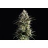 PURE SKUNK GO FAST · Kannabia Seed Company · sementes de maconha · Fem
