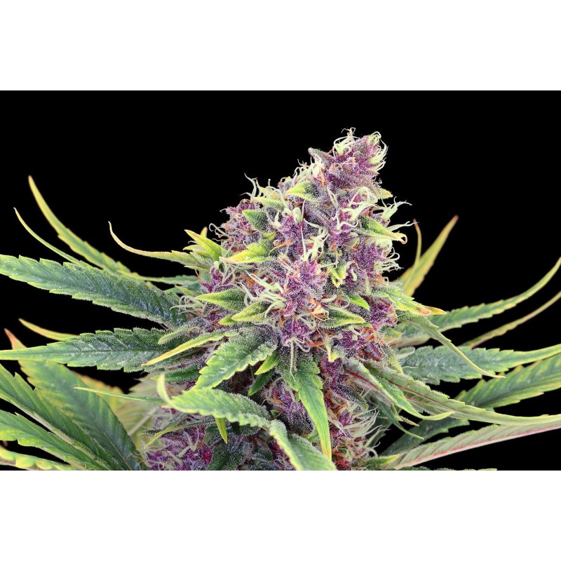 PURPLE KUSH · Kannabia Seed Company · cannabis seeds · Fem