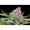 PURPLE KUSH · Kannabia Seed Company · sementes de maconha · Fem