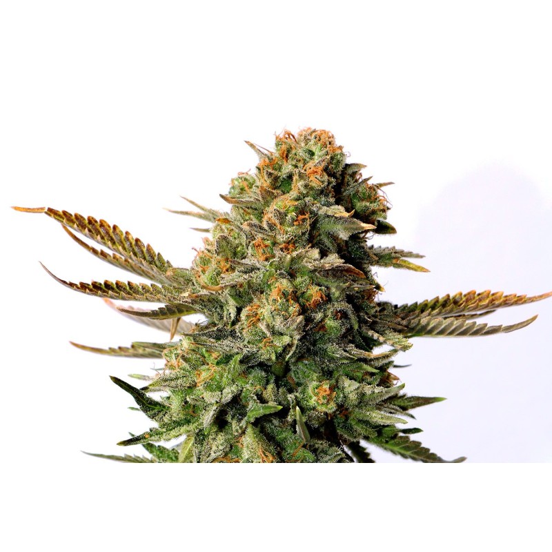 RUSSIAN DOLL · Kannabia Seed Company · sementes de maconha · Fem