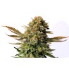 RUSSIAN DOLL · Kannabia Seed Company · graines de cannabis · Fem