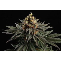 SATIVA DREAM · Kannabia Seed Company · cannabis samen · Fem
