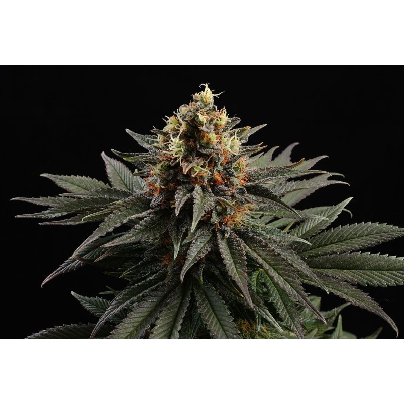 SATIVA DREAM · Kannabia Seed Company · sementes de maconha· Fem