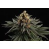 SATIVA DREAM · Kannabia Seed Company · cannabis samen · Fem