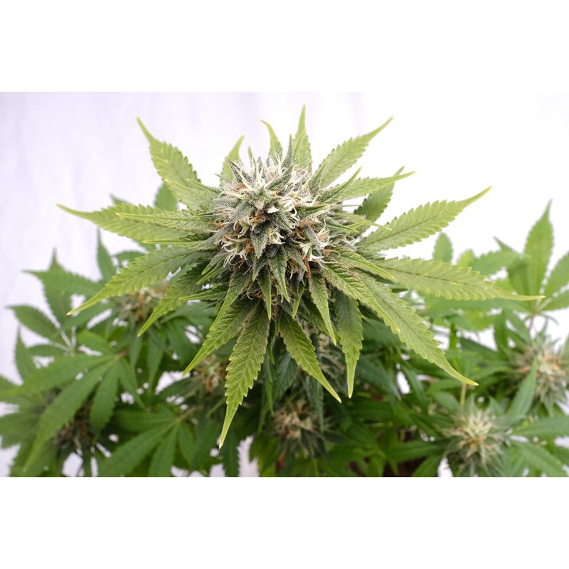 SILVER WIDOW · Kannabia Seed Company · graines de cannabis · Fem