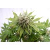 SILVER WIDOW · Kannabia Seed Company · cannabis samen · Fem