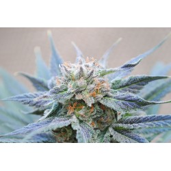 SKUNK + · Kannabia Seed Company · sementes de maconha · Fem