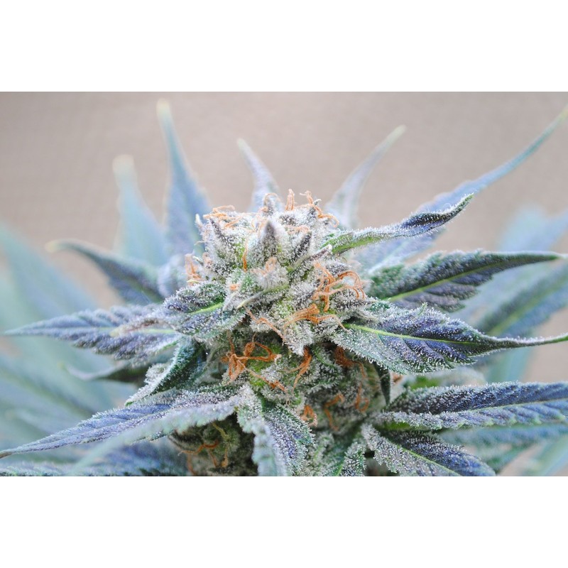 SKUNK + · Kannabia Seed Company · graines de cannabis · Fem