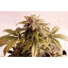 SPEEDY BOOM AUTO · Kannabia Seed Company · sementes de maconha · AutoFem