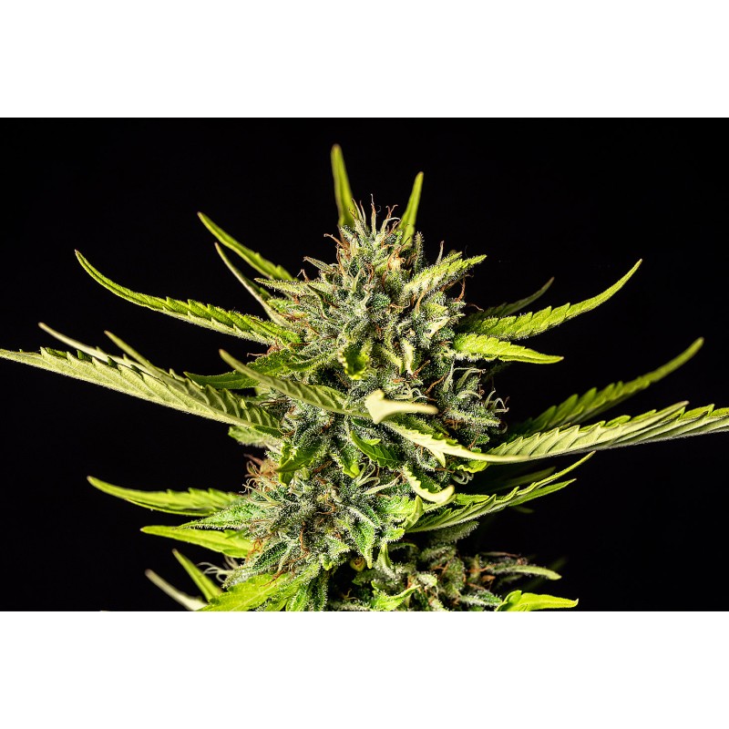 STRAWBERRY HAZE AUTO · Kannabia Seed Company · sementes de maconha · AutoFem