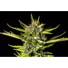 STRAWBERRY HAZE AUTO · Kannabia Seed Company · sementes de maconha · AutoFem
