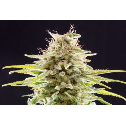 SUPER OG KUSH · Kannabia Seed Company · sementes de maconha · Fem