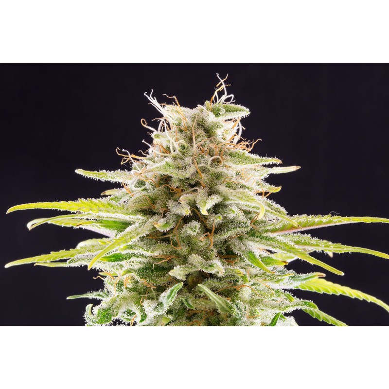 SUPER OG KUSH · Kannabia Seed Company · sementes de maconha · Fem