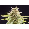 SUPER OG KUSH · Kannabia Seed Company · cannabis samen · Fem