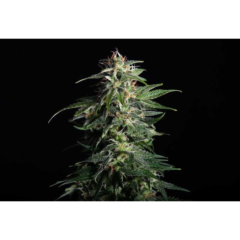 SWISS DREAM AUTO CBD · Kannabia Seed Company · kaufen cannabis samen · AutoFem