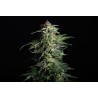SWISS DREAM AUTO CBD · Kannabia Seed Company · kaufen cannabis samen · AutoFem