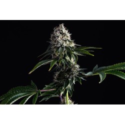 SWISS DREAM CBD · Kannabia Seed Company · cannabis seeds · Fem
