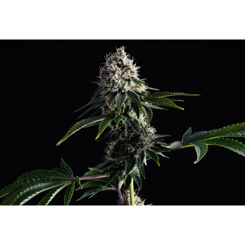 SWISS DREAM CBD · Kannabia Seed Company · graines de cannabis · Fem