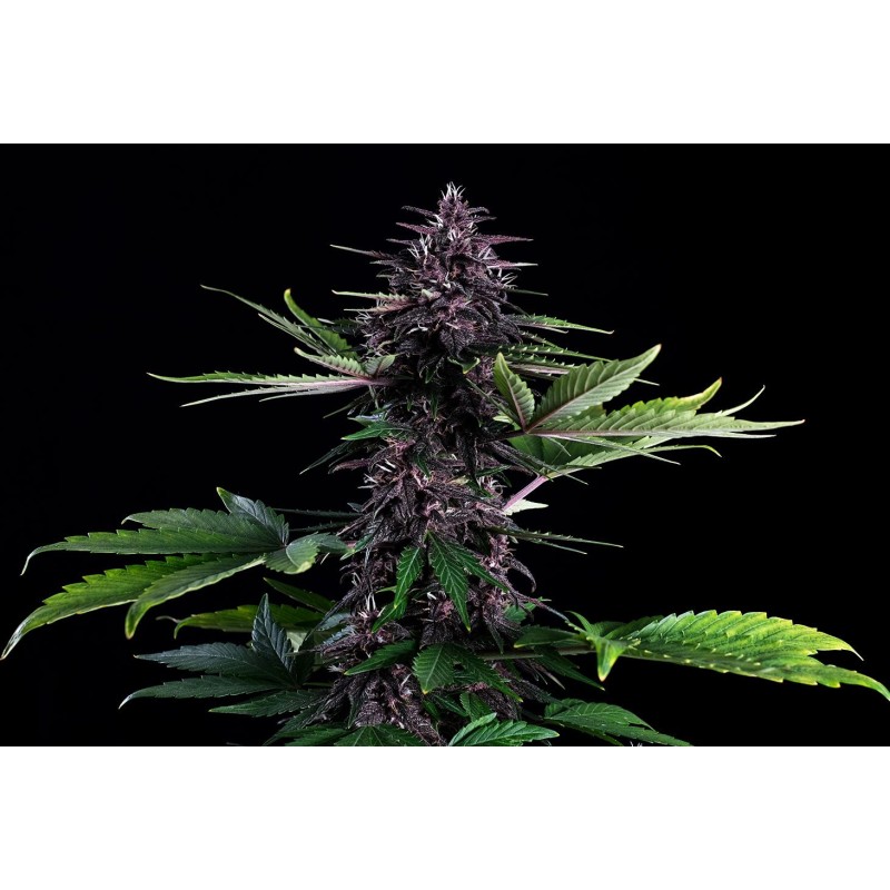 SWISS DREAM ROSE AUTO CBD · Kannabia Seed Company · sementes de maconha · Fem