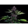 SWISS DREAM ROSE AUTO CBD · Kannabia Seed Company · kaufen cannabis samen · Fem