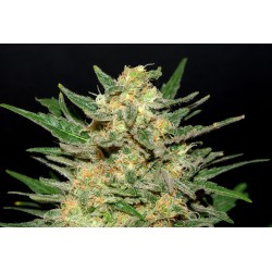 THAI FANTASY · Kannabia Seed Company · sementes de maconha · Fem