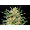 THAI FANTASY · Kannabia Seed Company · graines de cannabis · Fem